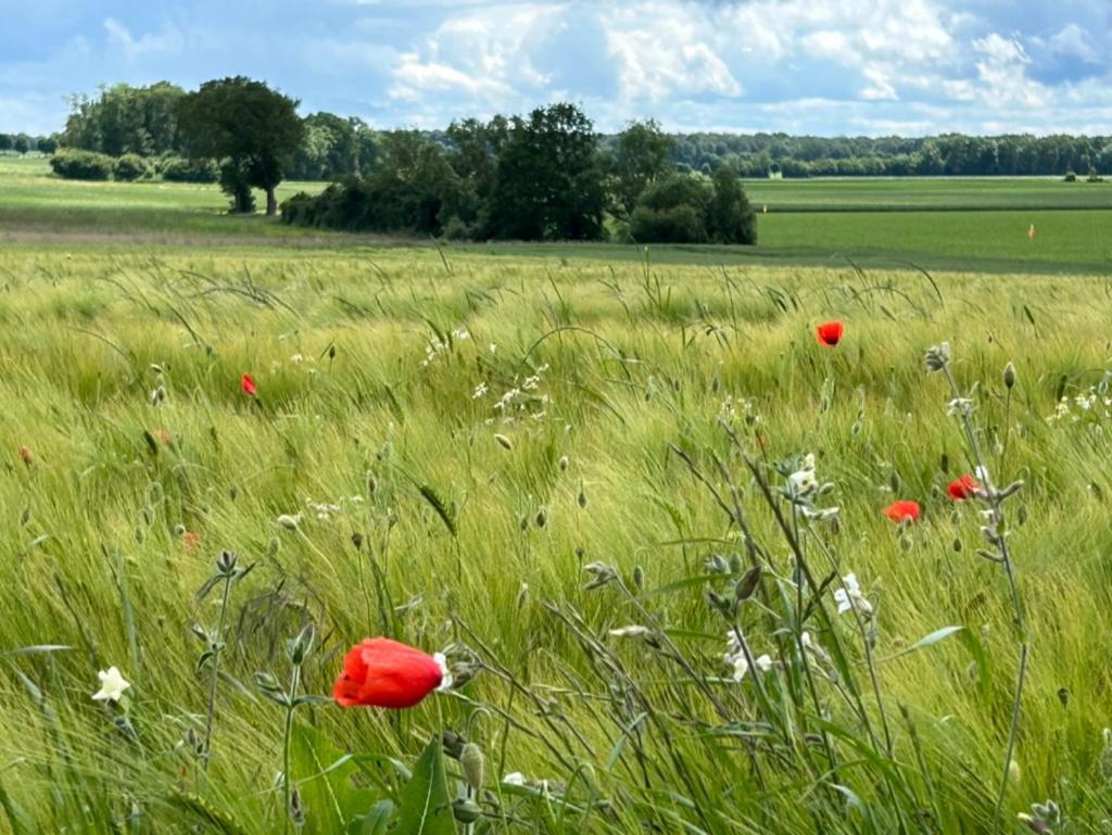 Gites Du Bois Des Perruches Saint-Vincent-des-Bois Екстериор снимка